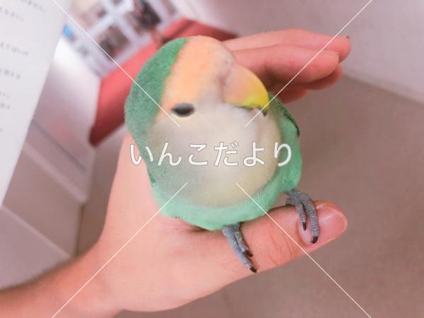 コメントの画像