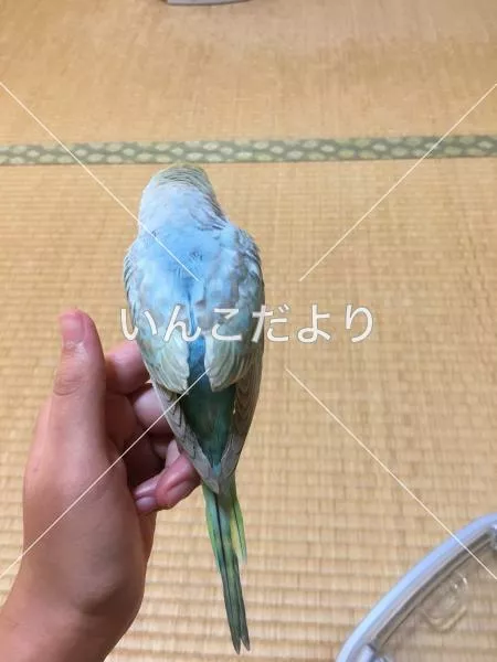 コメントの画像