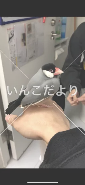 コメントの画像