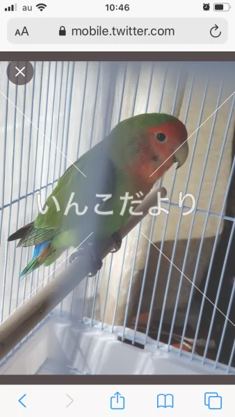 コメントの画像