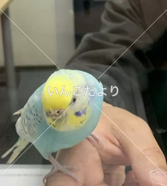 コメントの画像