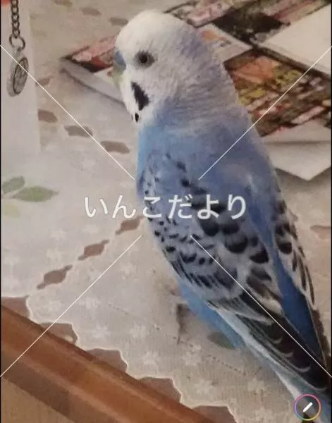 コメントの画像