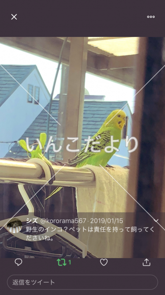 コメントの画像