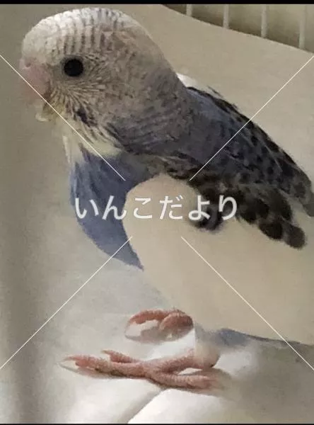 コメントの画像