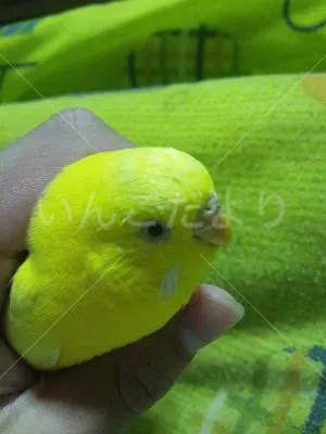 コメントの画像