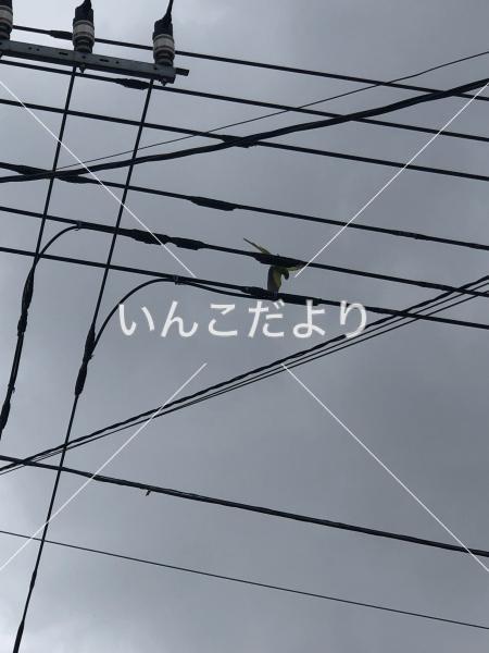 コメントの画像