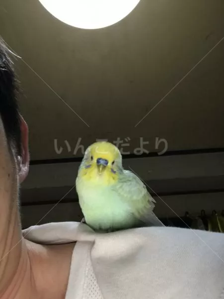 コメントの画像