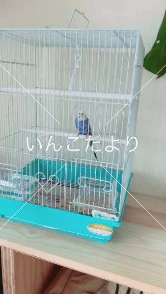 コメントの画像