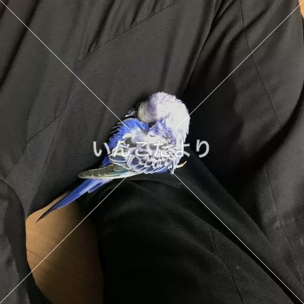 コメントの画像