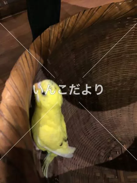 コメントの画像