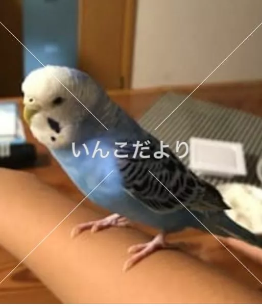 コメントの画像