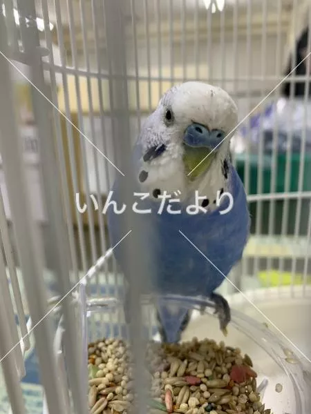 コメントの画像