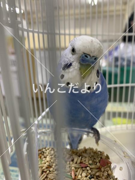 コメントの画像