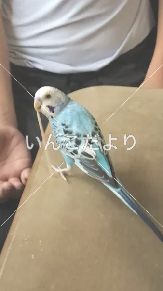 コメントの画像