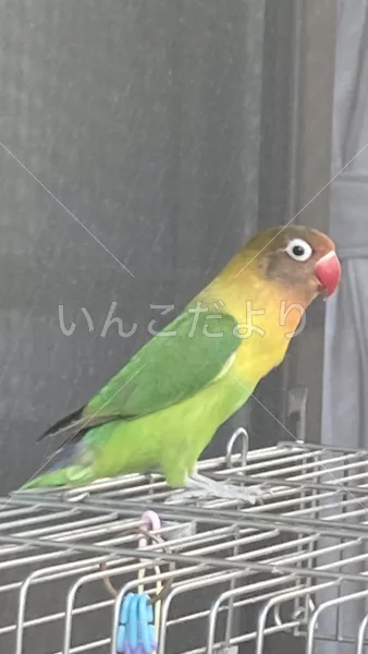 コメントの画像