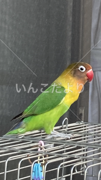 コメントの画像