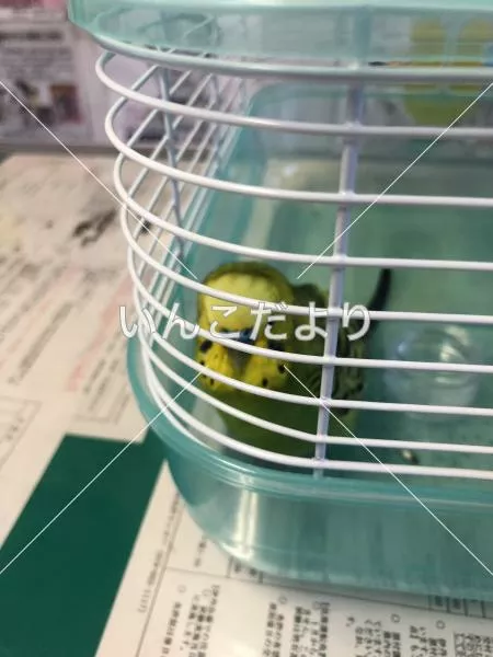 コメントの画像