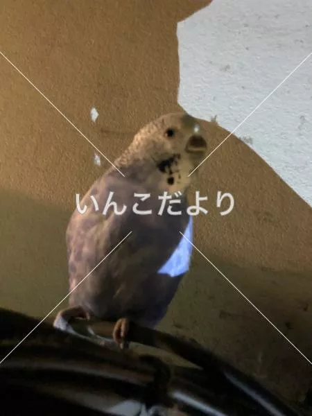 コメントの画像