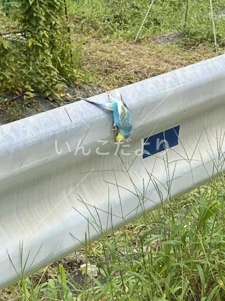 コメントの画像