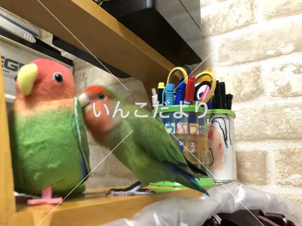 コメントの画像