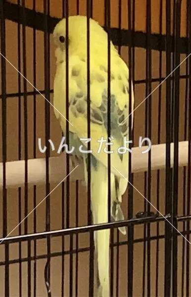 コメントの画像