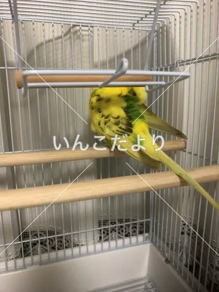 コメントの画像