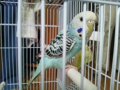 コメントの画像