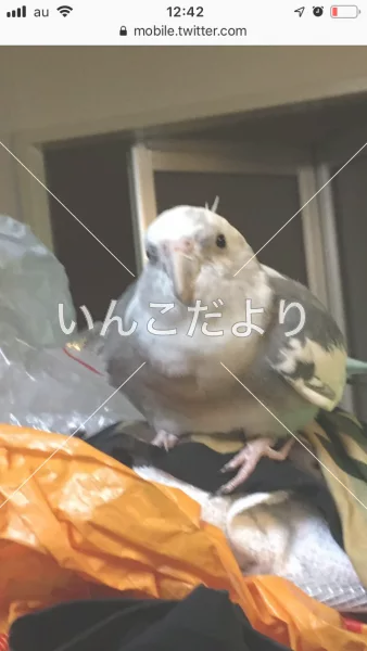 コメントの画像