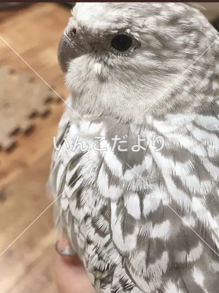 コメントの画像