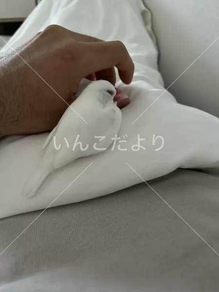 コメントの画像