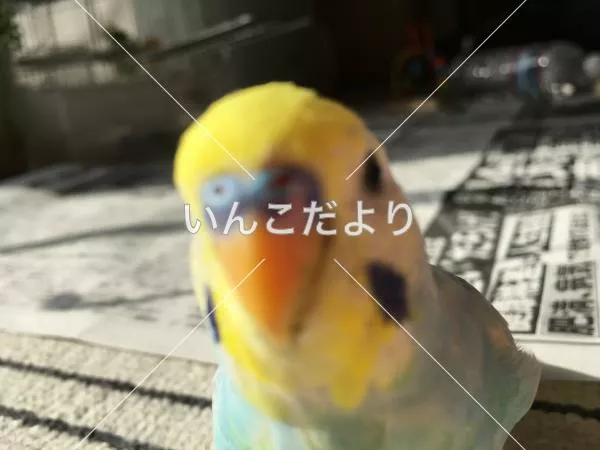 コメントの画像