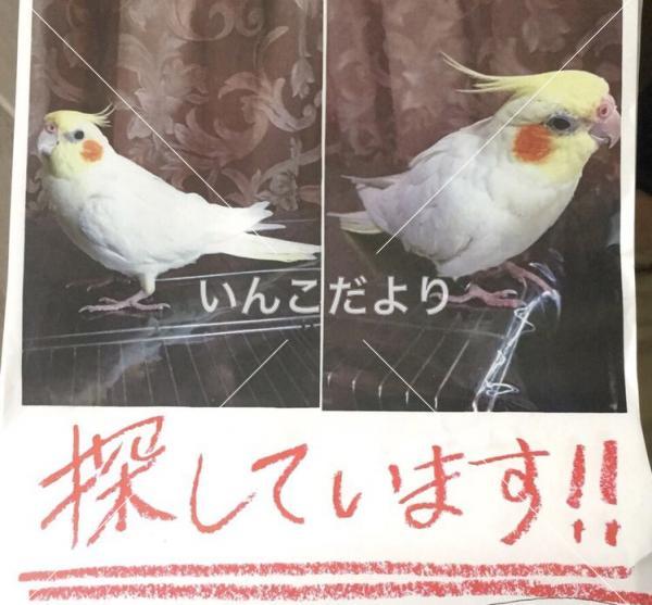 コメントの画像