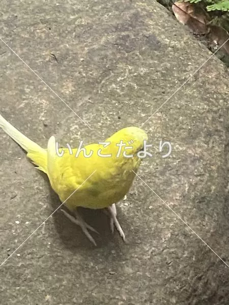 コメントの画像