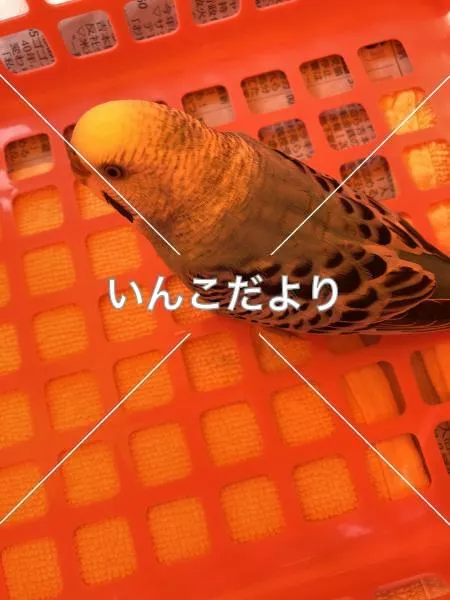 コメントの画像