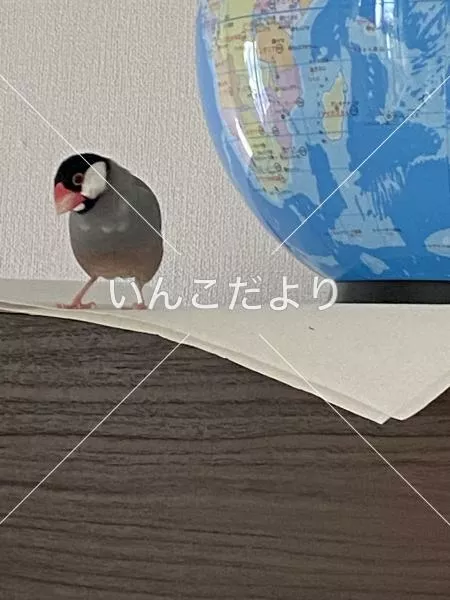 コメントの画像