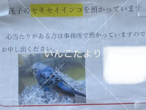 コメントの画像