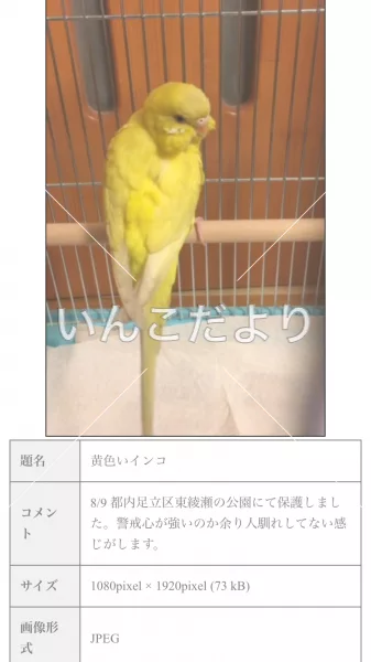 コメントの画像