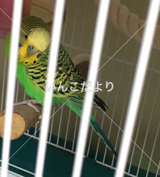コメントの画像
