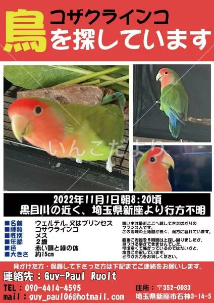 コメントの画像