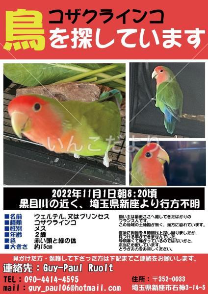 コメントの画像