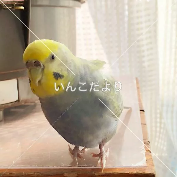 コメントの画像