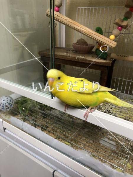 コメントの画像