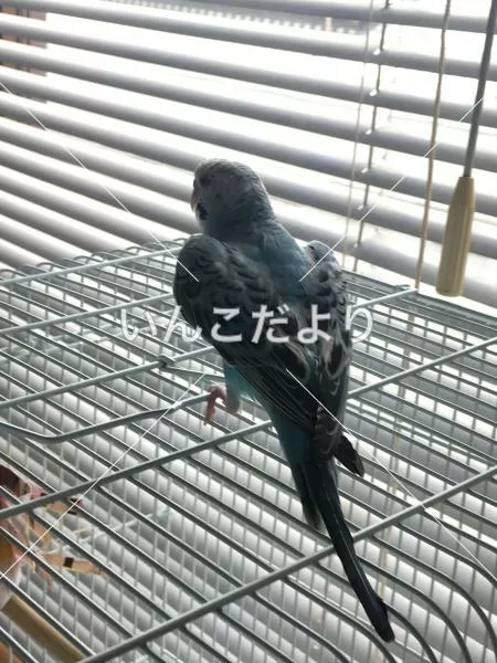 コメントの画像