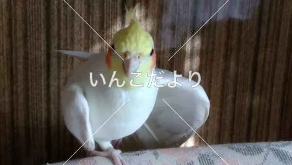 コメントの画像