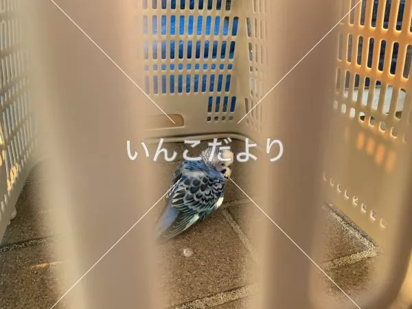 コメントの画像