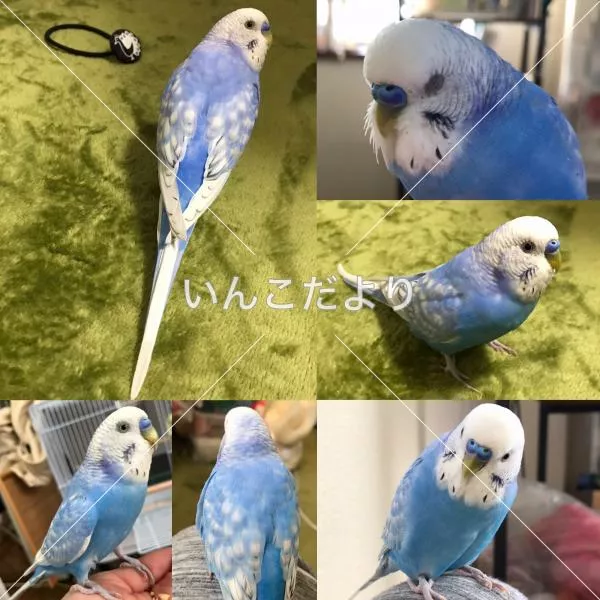 コメントの画像