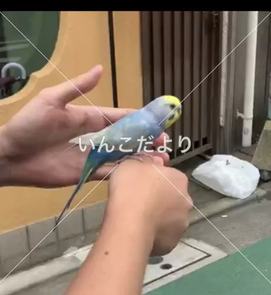 コメントの画像