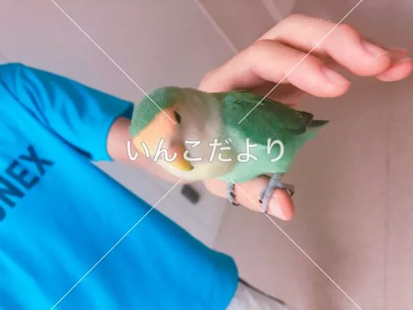 コメントの画像