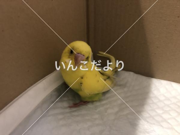コメントの画像