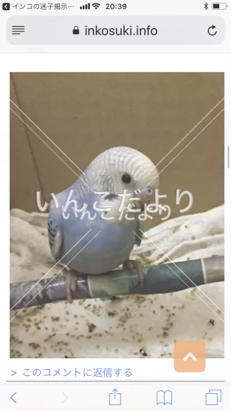 コメントの画像